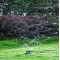 Разбрызгиватель садовый Lawn Sprinkler 360 зеленый generic
